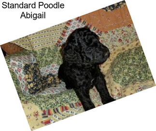 Standard Poodle Abigail