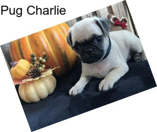 Pug Charlie