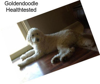 Goldendoodle Healthtested