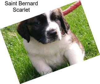 Saint Bernard Scarlet