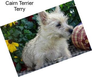Cairn Terrier Terry
