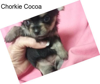 Chorkie Cocoa