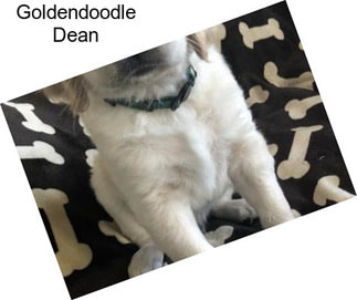 Goldendoodle Dean