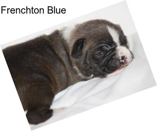 Frenchton Blue