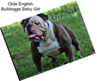 Olde English Bulldogge Baby Girl