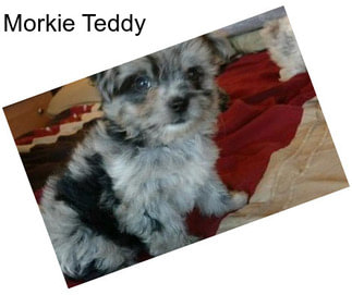 Morkie Teddy