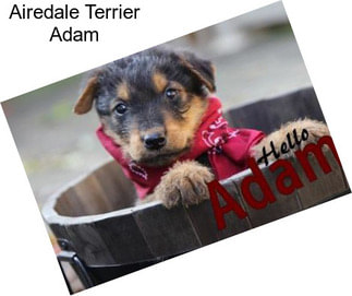 Airedale Terrier Adam