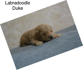 Labradoodle Duke