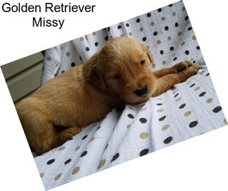 Golden Retriever Missy