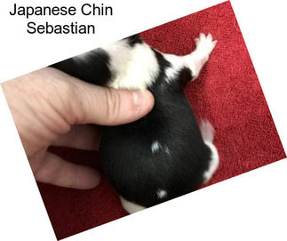 Japanese Chin Sebastian