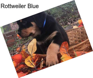 Rottweiler Blue