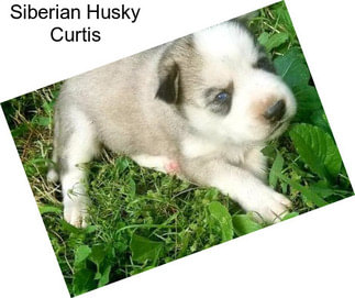 Siberian Husky Curtis
