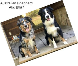 Australian Shepherd Akc Btf#7