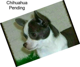 Chihuahua Pending