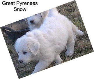 Great Pyrenees Snow