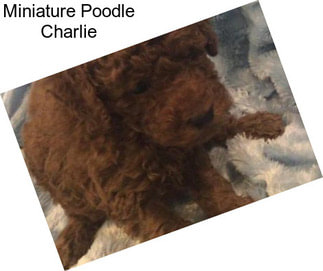 Miniature Poodle Charlie