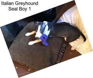 Italian Greyhound Seal Boy 1
