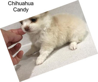 Chihuahua Candy