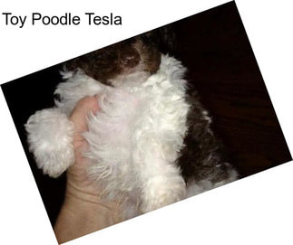 Toy Poodle Tesla