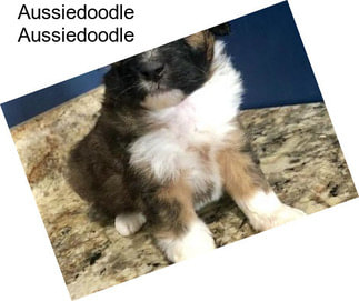 Aussiedoodle Aussiedoodle