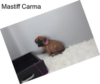 Mastiff Carma