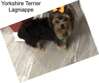 Yorkshire Terrier Lagniappe