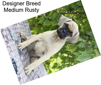 Designer Breed Medium Rusty