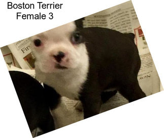 Boston Terrier Female 3