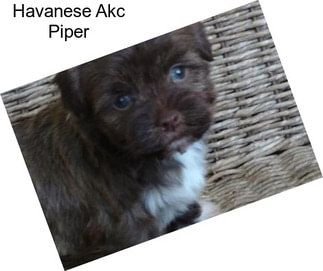 Havanese Akc Piper