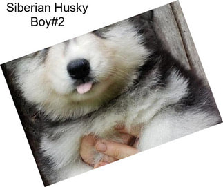 Siberian Husky Boy#2