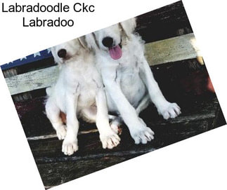 Labradoodle Ckc Labradoo