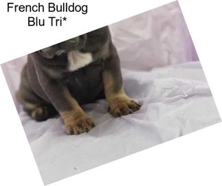 French Bulldog Blu Tri*