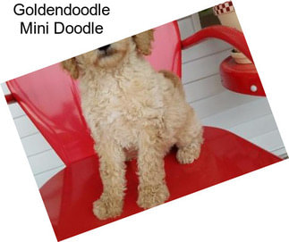 Goldendoodle Mini Doodle