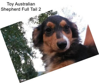 Toy Australian Shepherd Full Tail 2