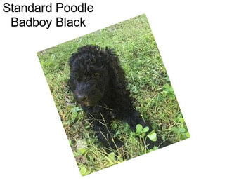 Standard Poodle Badboy Black