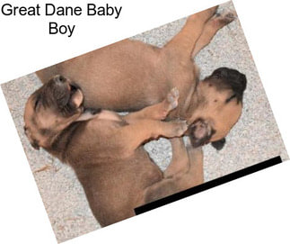 Great Dane Baby Boy