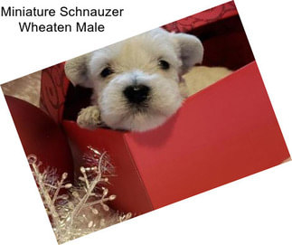 Miniature Schnauzer Wheaten Male