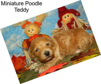 Miniature Poodle Teddy