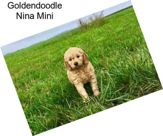 Goldendoodle Nina Mini