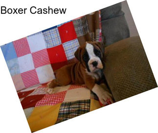 Boxer Cashew