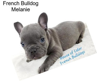 French Bulldog Melanie