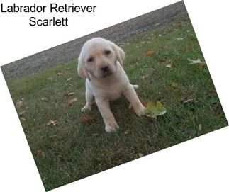 Labrador Retriever Scarlett