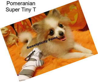 Pomeranian Super Tiny T