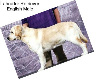 Labrador Retriever English Male