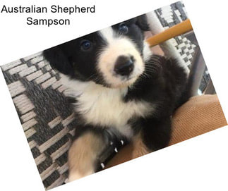 Australian Shepherd Sampson