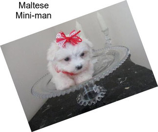 Maltese Mini-man