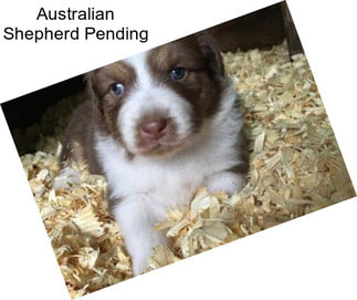 Australian Shepherd Pending