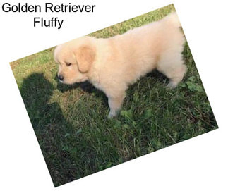 Golden Retriever Fluffy