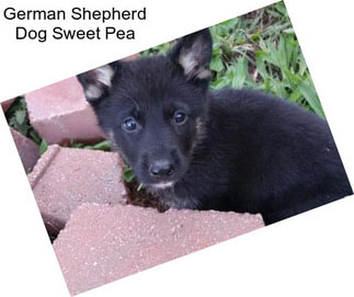 German Shepherd Dog Sweet Pea