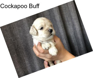 Cockapoo Buff